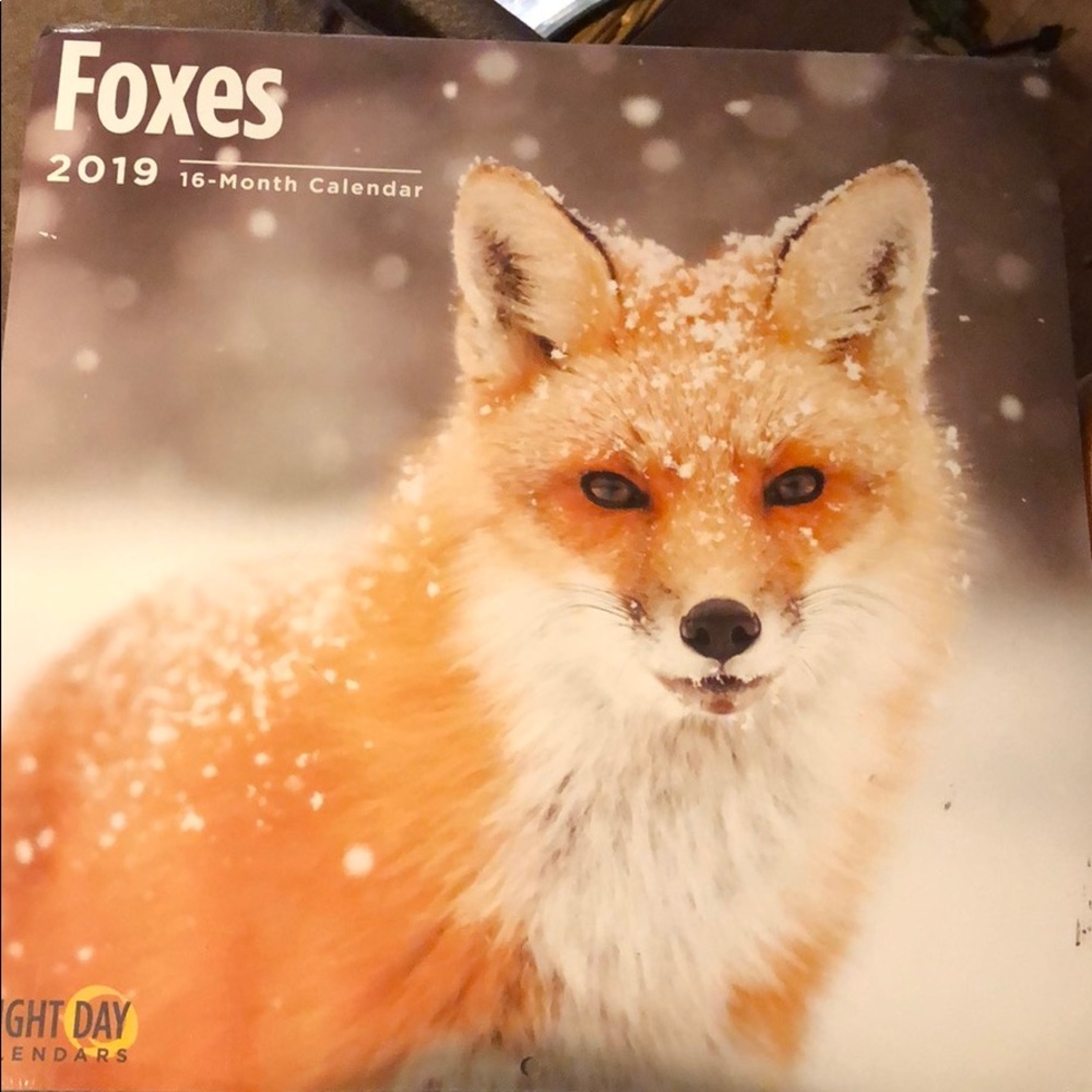 Foxes 2019 Calendar